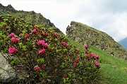 67 Rododendri rossi